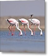 Lesser Flamingo Phoenicopterus Minor Metal Print