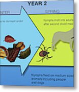 Life Stages Of The Black-legged Tick Metal Print