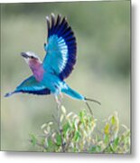 Lilac-breasted Roller Metal Print