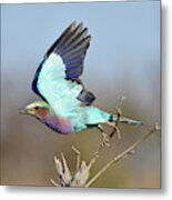 Lilac-breasted Roller On Takeoff Metal Print