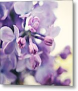 Lilac Flowers Four Metal Print