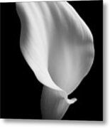 Lily On Black 02 Metal Print