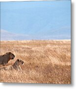 Lion Couple In Ngorongoro Crater Metal Print