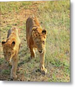 Lion Cubs Metal Print