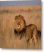 Lion Panthera Leo, Adult Male, Standing Metal Print