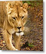 Lioness #2 Metal Print