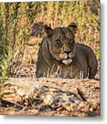 Lioness In Hobatere, Namibia Metal Print
