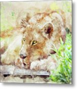 Lioness Metal Print