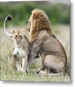 Lioness Tempting For The Mating Metal Print