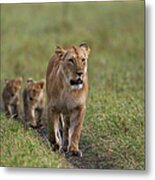 Lioness Walking With Cubs Aged 3-6 Metal Print