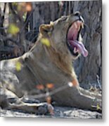 Lion's Yawn Metal Print