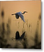 Little Egret Metal Print