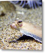 Little Flounder Metal Print