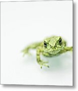Little Frog Metal Print