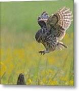 Little Owl In A Spring Meadow Metal Print