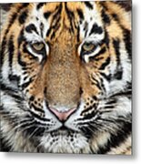 Little Siberian Tiger Close Up Metal Print