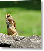 Lizard Watching Metal Print