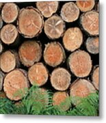 Logs With Ferns Metal Print
