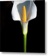 Lonely Lily Standing Tall Metal Print