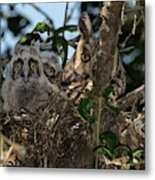 Long-eared Owl And Owlets Metal Print