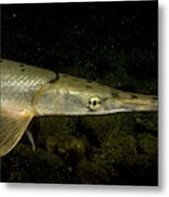 Longnose Gar Lepisosteus Osseus Metal Print