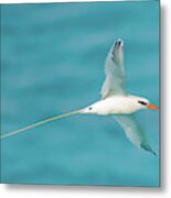 Longtail Fly-by Metal Print