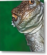 Look Reptile, Lizard Interested By Metal Print