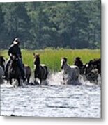 Looking Back - Chincoteague Pony Run Metal Print