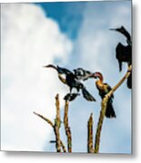 Looking Into The Wind Metal Print