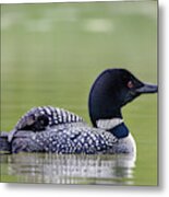 Loon And Chick Metal Print