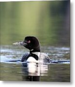 Loon And Shimmering Reflections Metal Print