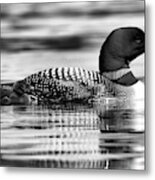Loon Family In Black And White Metal Print