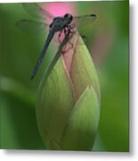 Lotus Bud And Slaty Skimmer Dragonfly Dl0006 Metal Print
