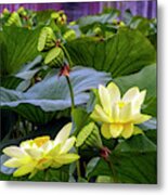 Lotus Field Metal Print