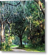 Lowcountry Forest Metal Print
