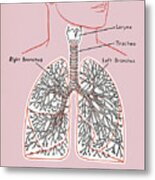 Lung Diagram Metal Print