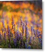 Lupine Sunset Metal Print