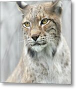Lynx Portrait In The Fog Metal Print