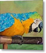 Macaw In Orange And Blue Metal Print