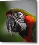 Macaw Metal Print