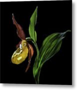 Macro Close-up Photograph Of The Lady's Slipper Orchid  (venus' Shoes) Flower In The Wild  N Metal Print