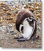 Magellan Penguin On The Isla Magdalena, Chile Metal Print