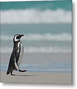 Magellanic Penguin Spheniscus Metal Print