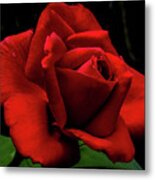 Magnificent Red Long Stem Rose Metal Print