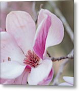 Magnolia Bloom Metal Print