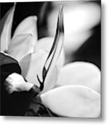 Magnolia Flower Metal Print