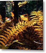 Maine Autumn Ferns Metal Print