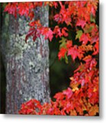 Maine In The Fall Metal Print