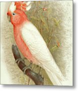 Major Mitchell's Cockatoo Metal Print