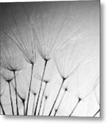 Make A Wish  Black And White Metal Print